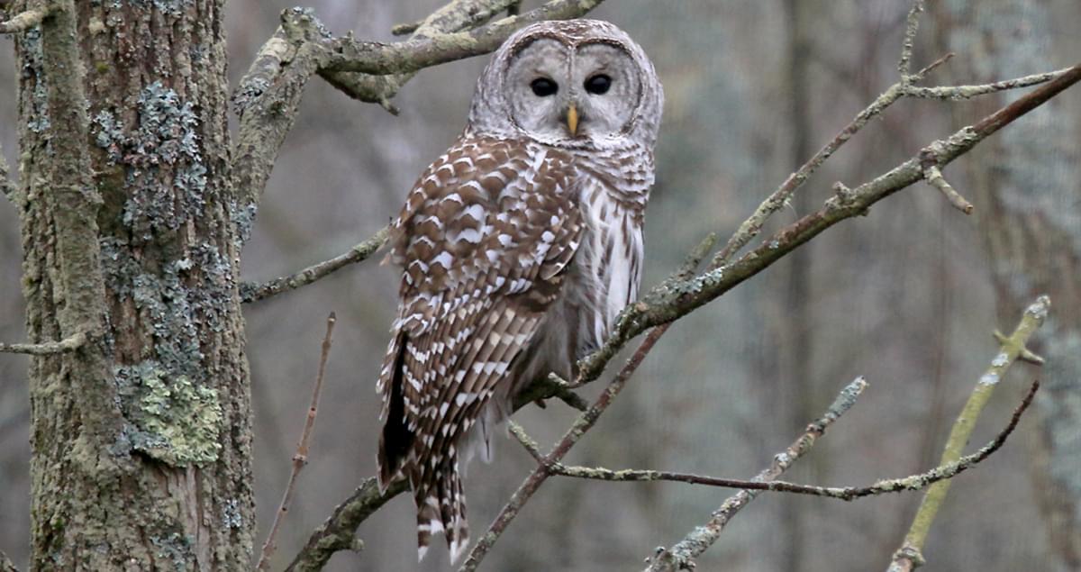 all about birds barred owl