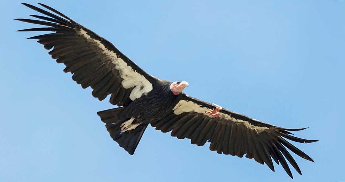 California Condor Overview All About Birds Cornell Lab Of
