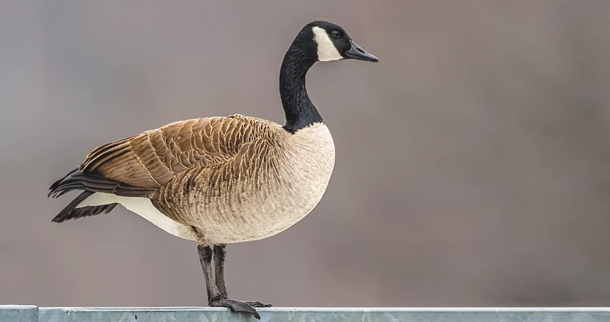 all about canadian geese