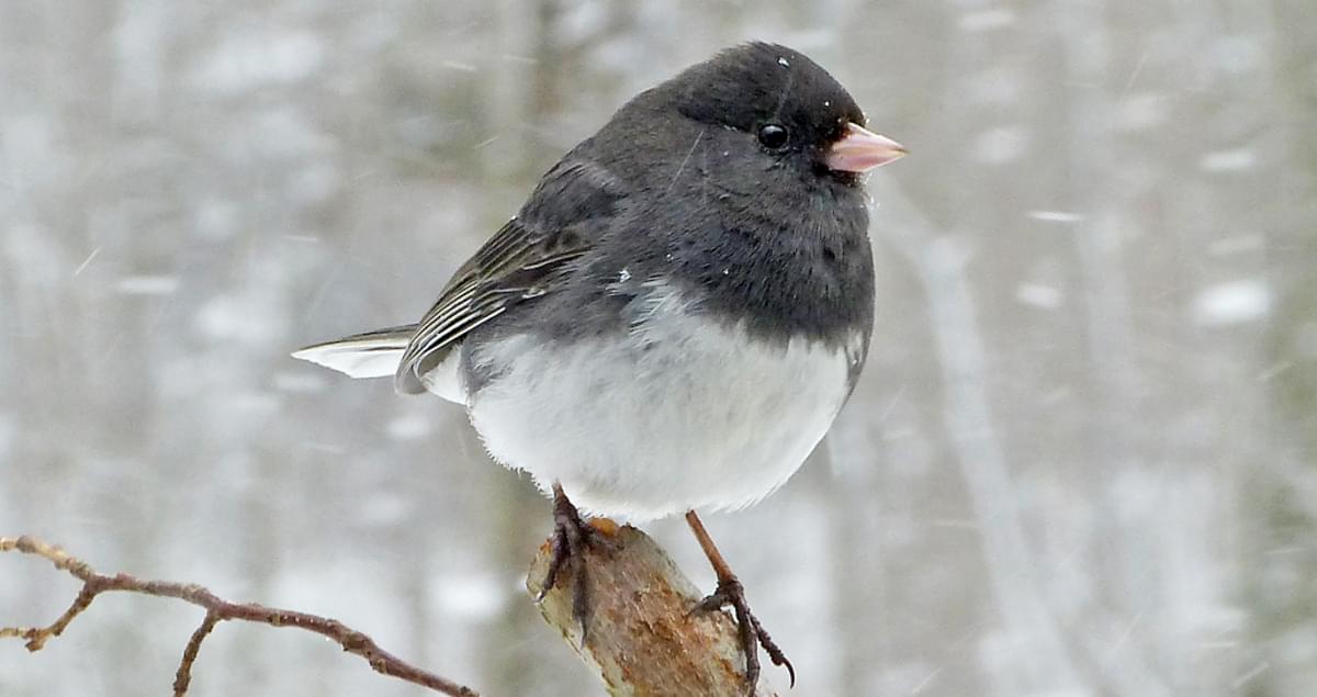 Common Winter Birds Dark Eyed Juncos In The United States Sigloxxi