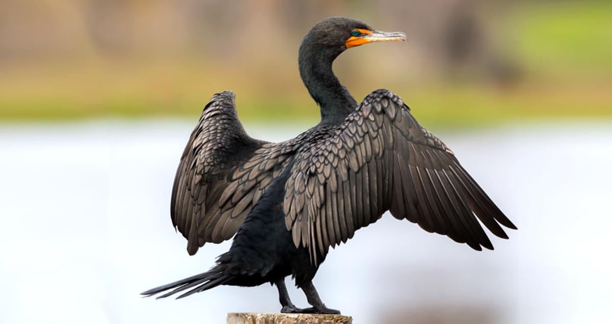 Double-crested Cormorant After Fishing in Greenery. Sea Bird with Hooked  Bill and Blue Eye on Cliff, Nature Stock Footage ft. animal & blue eye -  Envato Elements