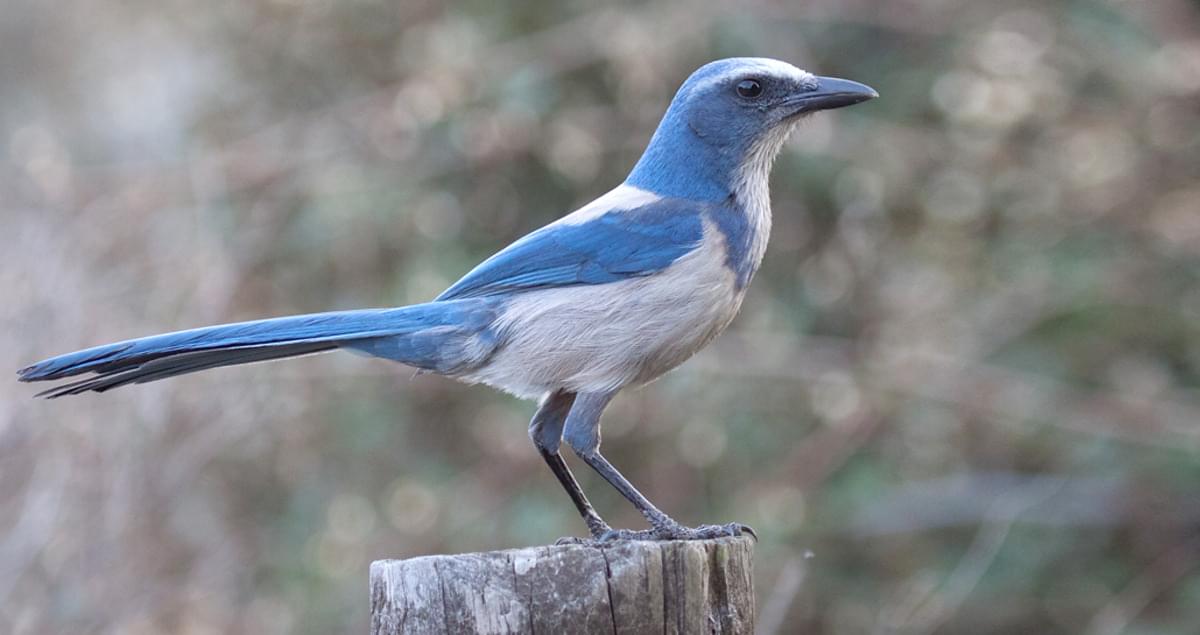 Florida Scrub Jay Identification All About Birds Cornell Lab Of Ornithology