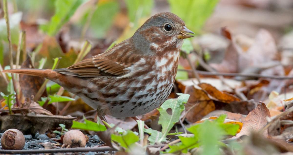 Fox Sparrow Sounds All About Birds Cornell Lab Of Ornithology