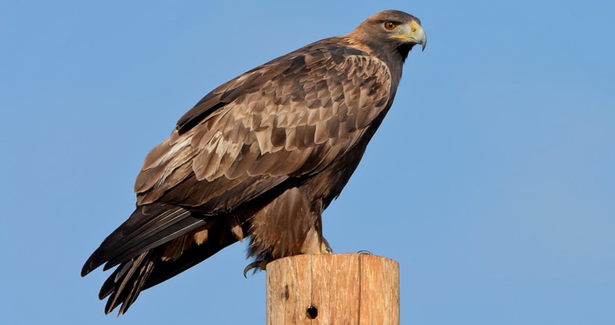 Golden Eagle Identification, All About Birds, Cornell Lab of