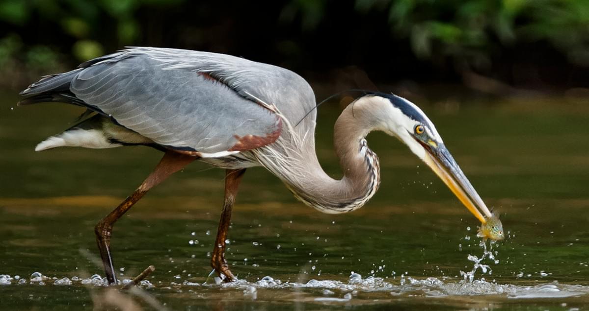 Great Blue Heron Identification All About Birds Cornell Lab of
