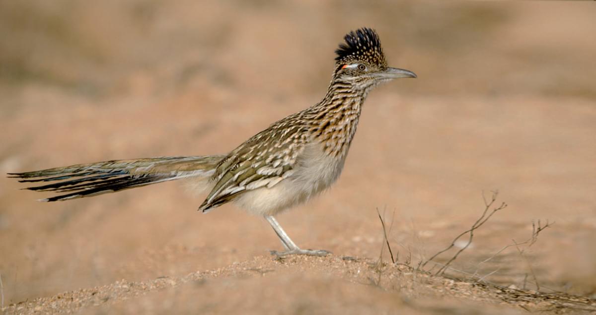 Greater Roadrunner Sounds All About Birds Cornell Lab Of Ornithology - meep meep roadrunner roblox id