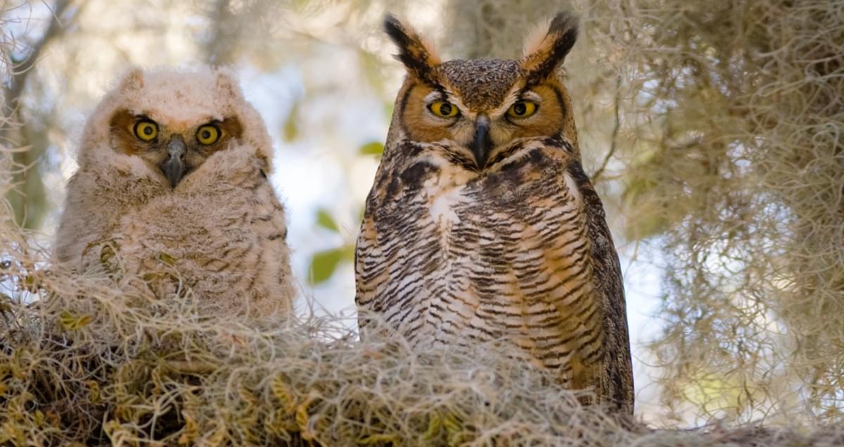 Great Horned Owl Overview, All About 