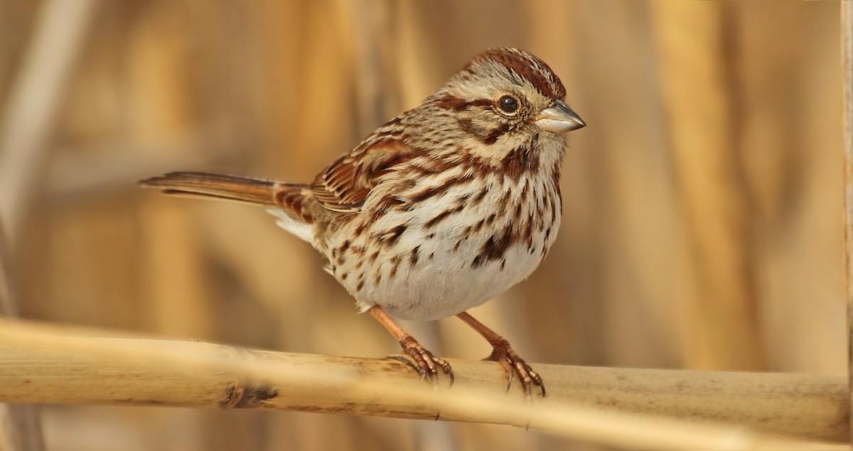 Song Sparrow Life History All About Birds Cornell Lab Of Ornithology