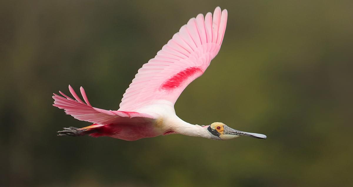 Roseate Spoonbill Identification, All About Birds, Cornell Lab of  Ornithology