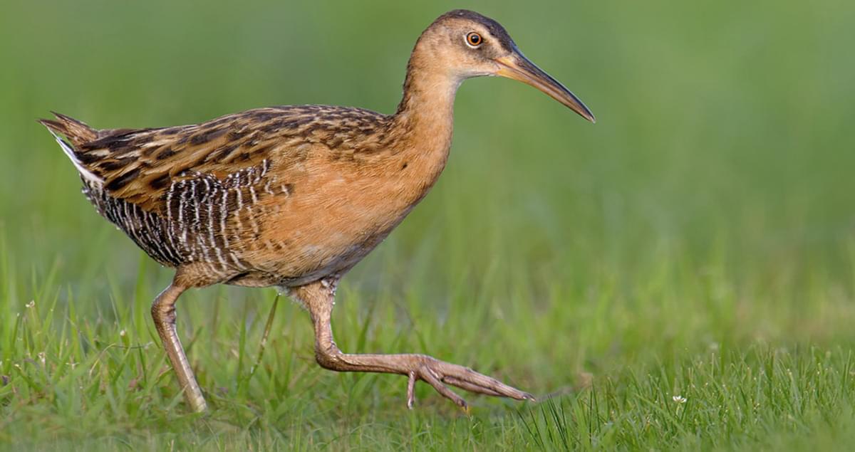 King Rail Identification, All About Birds, Cornell Lab of Ornithology