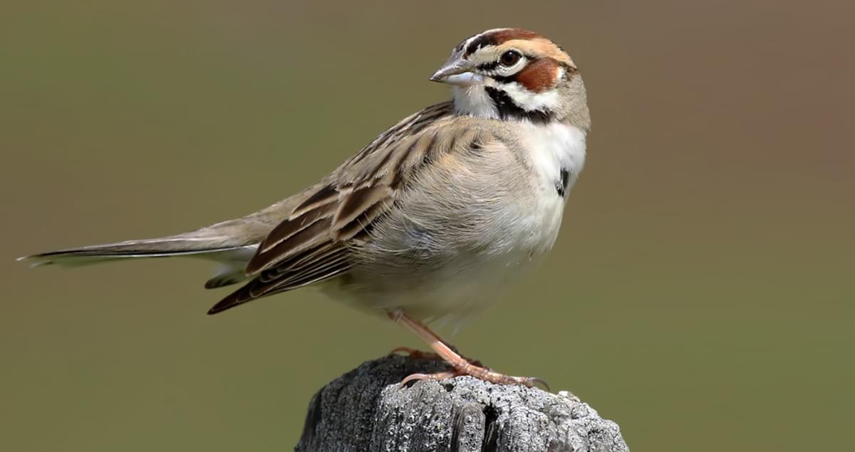 Lark Sparrow Overview All About Birds Cornell Lab Of Ornithology - roblox feather family build a nest in the sky youtube