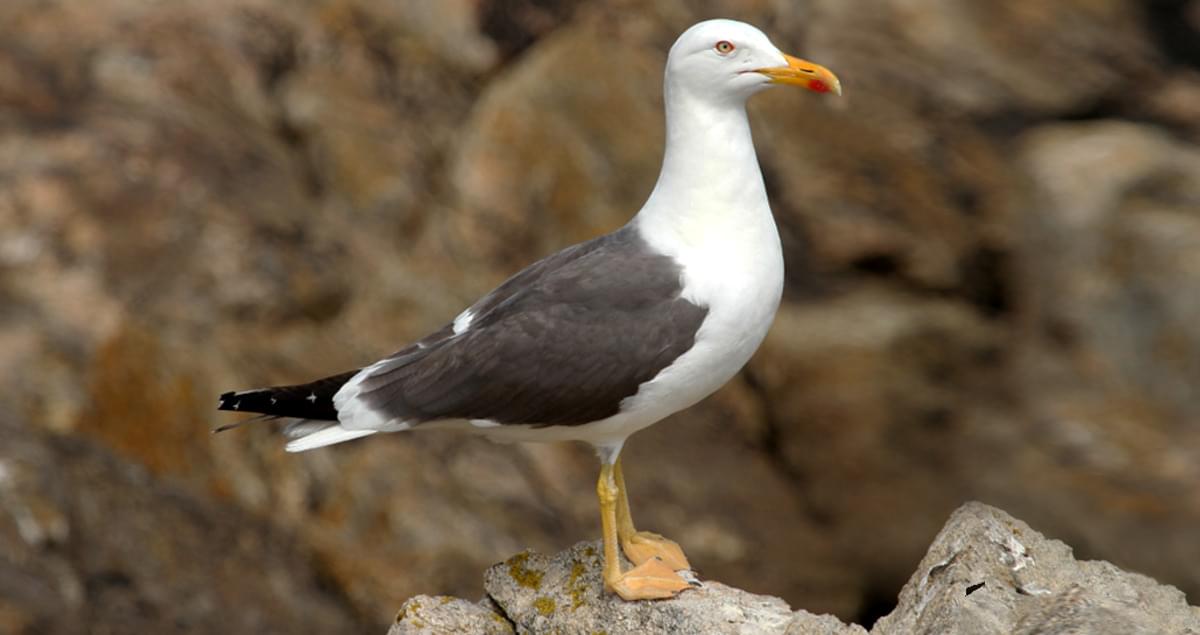 Lesser Black Backed Gull Juvenile