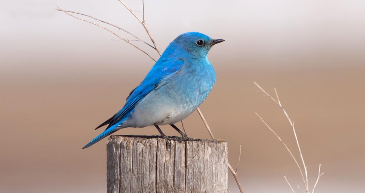 Mountain Bluebird Overview, All About Birds, Cornell Lab of Ornithology