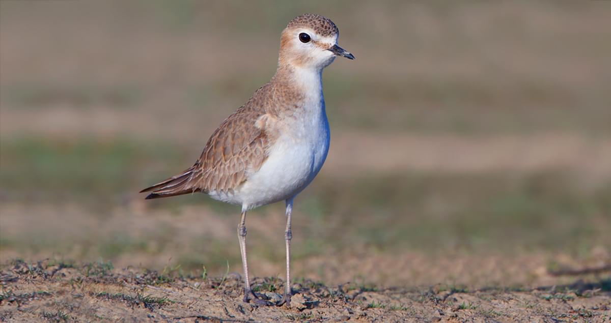 Mountain Plover Sightings Map, All About Birds, Cornell Lab Of Ornithology