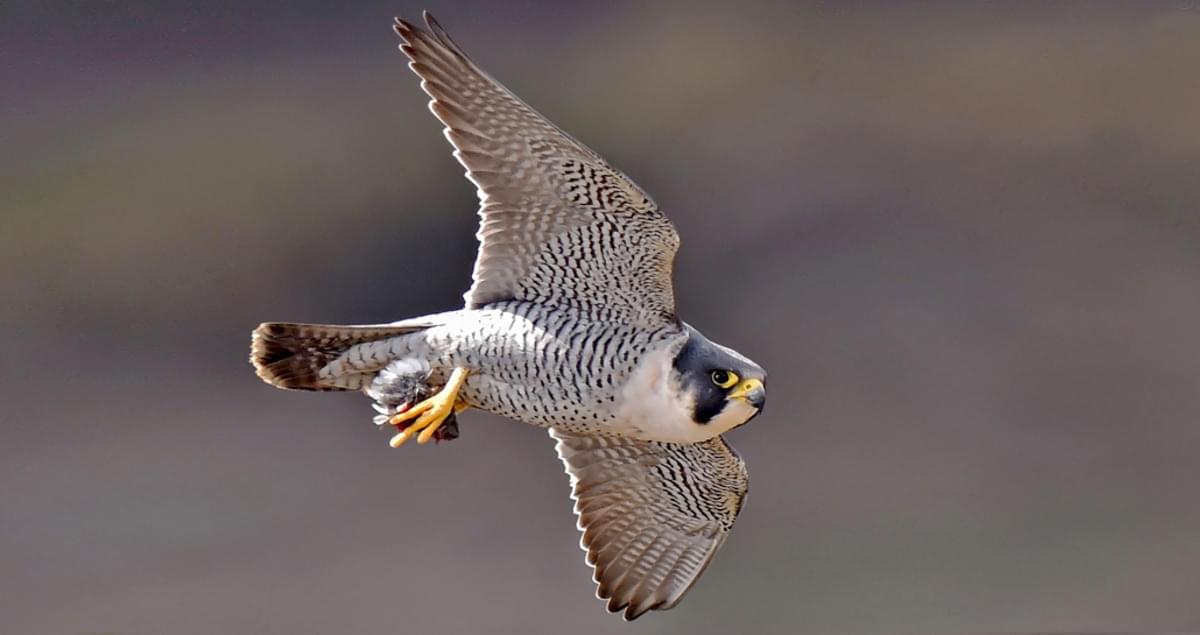 Peregrine Identification, All About Birds, Cornell of Ornithology