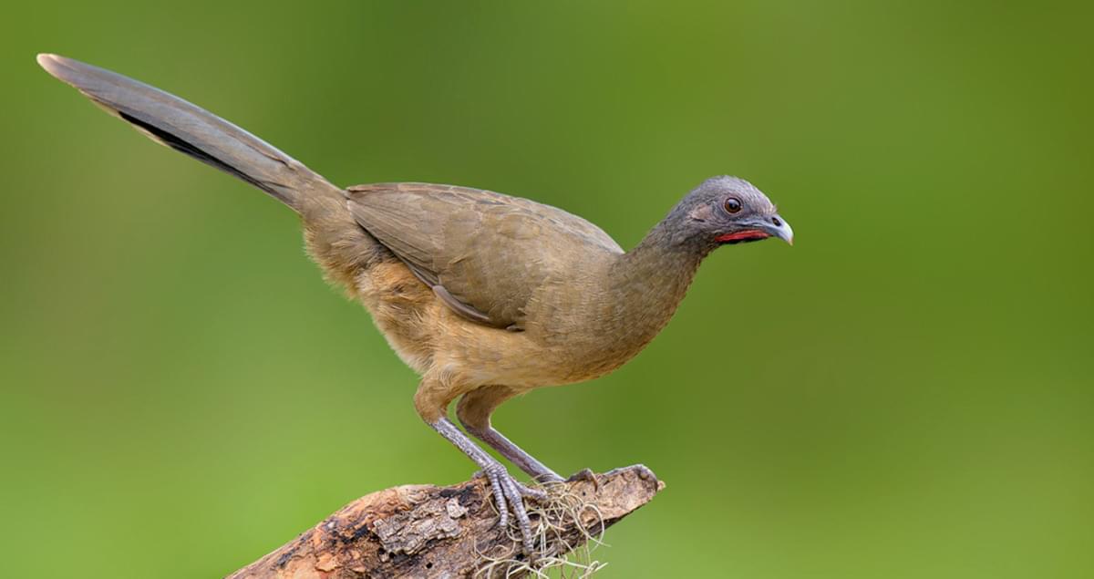 Plain Chachalaca Overview All About Birds Cornell Lab of Ornithology