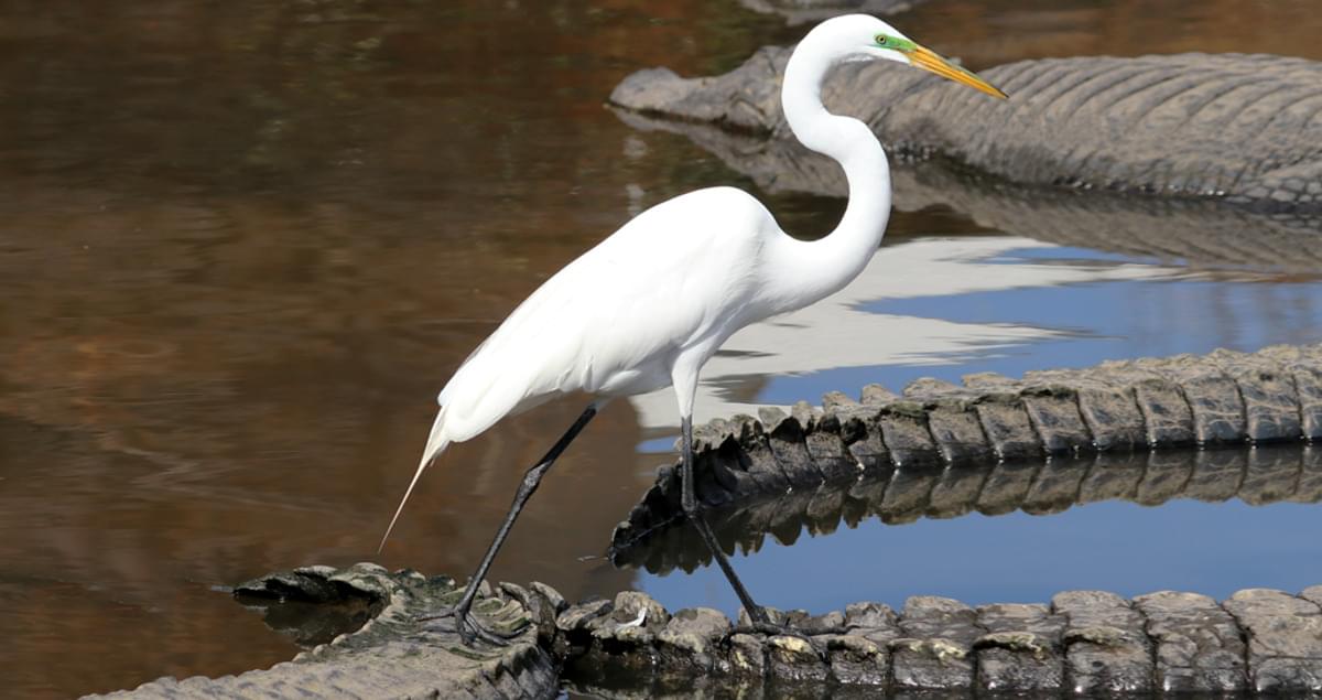 A White Great Egret in Breeding Plumage Stands and Poses at Bombay