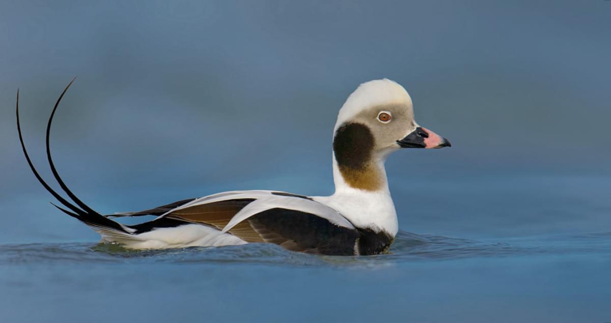 Long-tailed Duck Overview, All About Birds, Cornell Lab of Ornithology