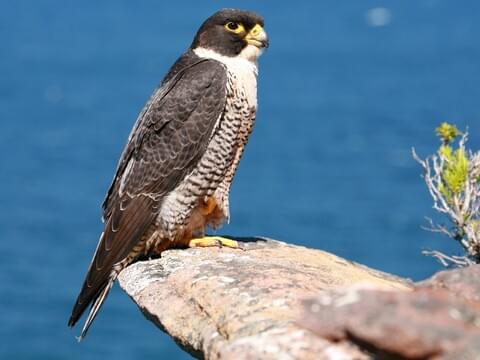 Peregrine Falcon Identification, All 