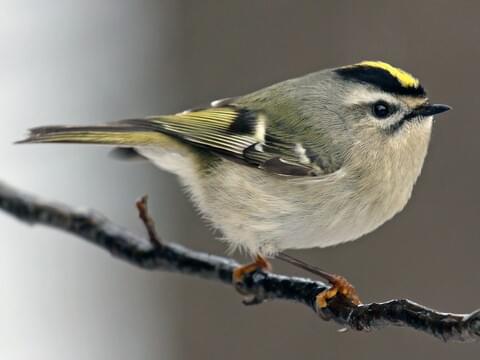 Golden-crowned Kinglet Identification, All About Birds, Cornell Lab of  Ornithology