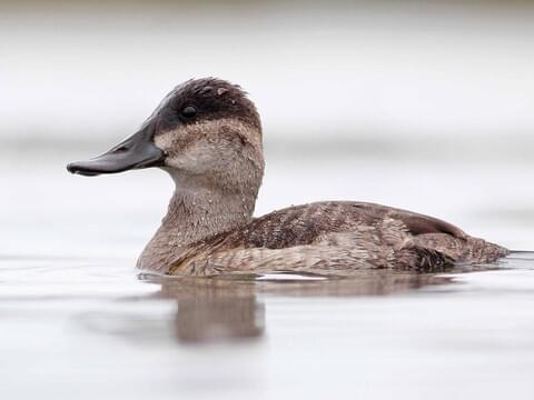 North Dakota Waterfowl Identification