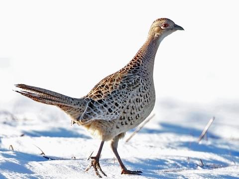 all about pheasants