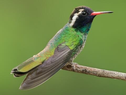 White-eared Hummingbird Male