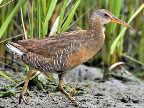 Clapper Rail Identification, All About Birds, Cornell Lab of