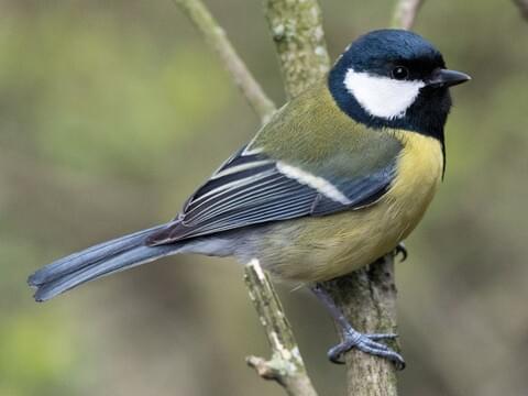 Great Tit Identification, All About Birds, Cornell Lab of Ornithology