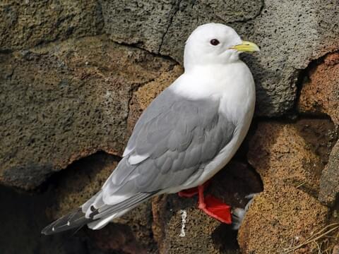 Red-legged Kittiwake Adult