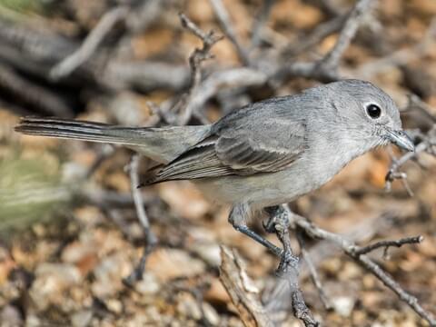 little grey bird with white belly
