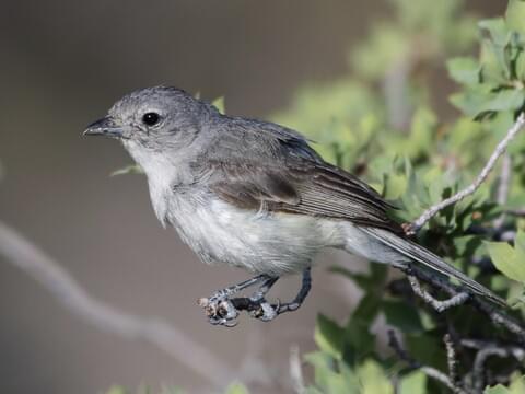 little grey bird with white belly