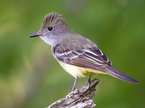 Great Crested Flycatcher Identification 
