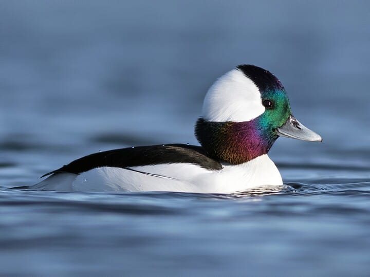 Similar Species to Common Goldeneye, All About Birds, Cornell Lab of  Ornithology