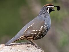 Male California Quail Close Up - Seeing And Appreciating The Fine