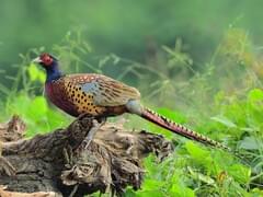 Ring-necked Pheasant - NDOW