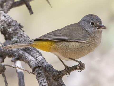 Colima Warbler 