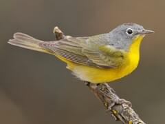 Black-throated Blue Warbler Identification, All About Birds, Cornell Lab of  Ornithology