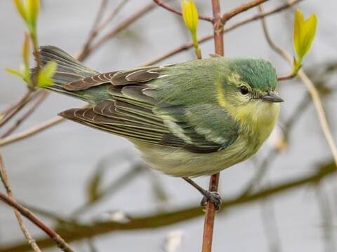 Blue Warbler Is A Small Passerine Bird Of The New World Warbler