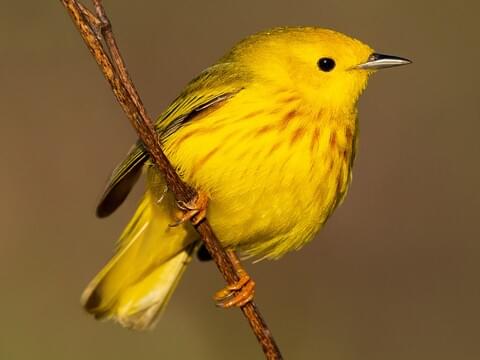 all birds yellow