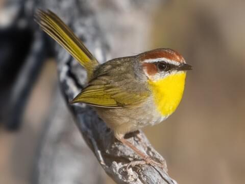 Rufous-capped Warbler Adult (rufifrons Group)