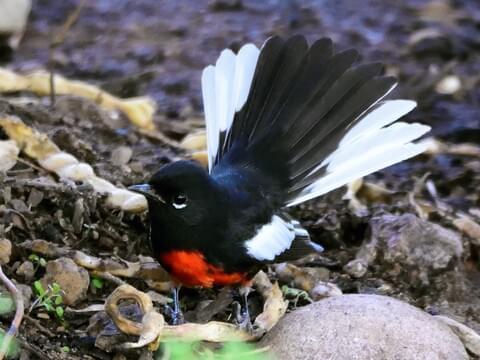 painted redstart