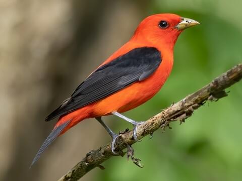 Birds of the Sugarbush: Scarlet Tanager