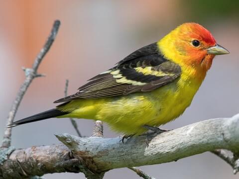Download Western Tanager Overview All About Birds Cornell Lab Of Ornithology