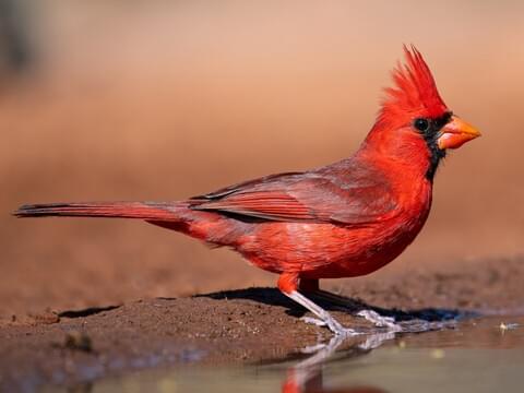 Northern Cardinal Identification, All 