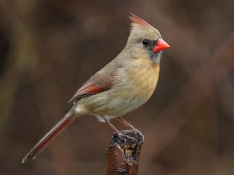 red with orange beak bird
