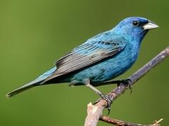Indigo Bunting Overview, All About Birds, Cornell Lab of Ornithology