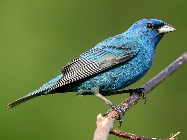 Indigo Bunting - NestWatch