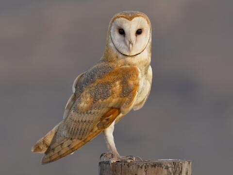 barn owl photography