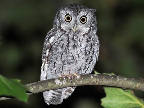 Download Eastern Screech Owl Identification All About Birds Cornell Lab Of Ornithology